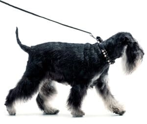 puppy training miniature schnauzer 