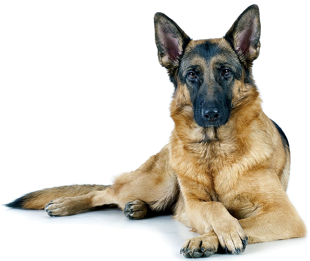 The German Shepherd - King of the Canines - Canine Handbooks