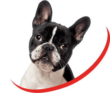 The french bulldog hot sale handbook linda whitwam