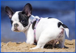 French Bulldog puppy on the beach - French Bulldog Handbook