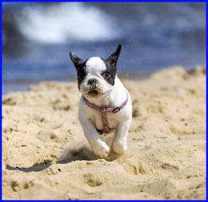 French Bulldog puppy on beach - French Bulldog Handbook